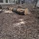 Фото читателя 24.kg. В городе Каинды Чуйской области продолжают необоснованно вырубать деревья
