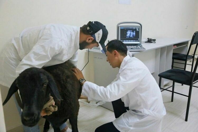 Иллюстративдик