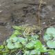 Фото 24.kg. Лягушки в местных водоемах — признак восстановления экологии