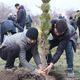 Фото пресс-службы мэрии Бишкека. В Парке здоровья высадили 90 сосен