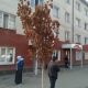 Фото читателей. Дорогостоящие саженцы деревьев