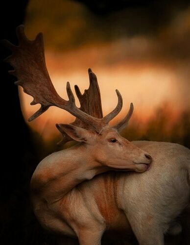 Сэмюэля Раунда