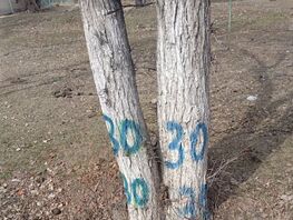 Жители Иссык-Куля обеспокоены возможной вырубкой более 80&nbsp;деревьев
