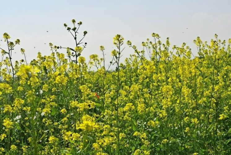 жителей Новопавловки