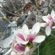 Фото Толекан Исмаиловой. Бишкек, цветение магнолии, 1 апреля 2026 года