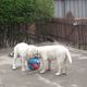 Фото ИА «24.kg» . Щенки лабрадора в питомнике играют в мяч