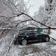 Фото 24.kg. В Бишкеке дерево упало на машину