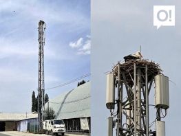Символ благополучия: на&nbsp;базовой станции&nbsp;О! снова поселились аисты
