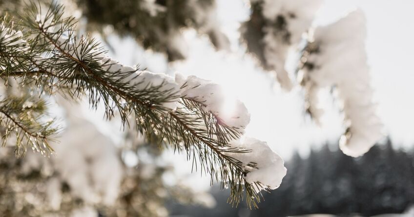 В&nbsp;Бишкеке снег не&nbsp;ожидается. Прогноз погоды на&nbsp;29&nbsp;января&nbsp;&mdash; 1&nbsp;февраля 