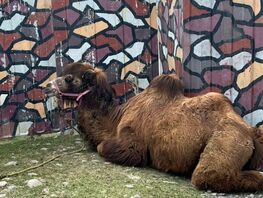 Бьют и&nbsp;тыкают палками. В&nbsp;Токмоке просят проверить передвижной зоопарк
