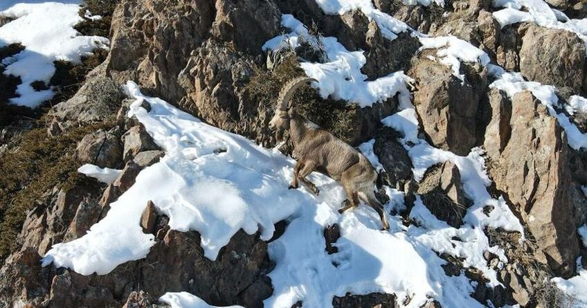 Штрафы за&nbsp;убийство диких животных в&nbsp;Кыргызстане увеличили в&nbsp;2-3 раза 