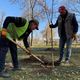 Фото 24.kg. В Бишкеке сегодня стартовал сезон осенней посадки деревьев