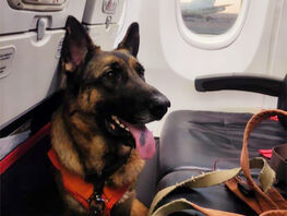 По&nbsp;следу надежды: как собаки-спасатели ищут людей в&nbsp;Кыргызстане
