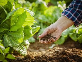  Chon-Alai district aims to fully transition to organic status