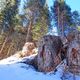 Фото Влада Ушакова. Пни от вырубленных деревьев в ущелье Сары-Булак