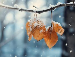 6-декабрга карата аба ырайы
