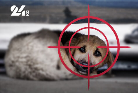 Отстрел или стерилизация: почему не&nbsp;решается проблема бездомных собак в&nbsp;Бишкеке
