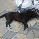 Фото из интернета. Собака, которую этим утром застрелили на пересечении улиц Кулатова и Панфилова в Бишкеке