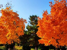 Выдра на&nbsp;охоте и&nbsp;осень в&nbsp;Бишкеке. Фото и&nbsp;видео читателей 24.kg

