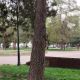 Фото Мээрим Акназаровой. Бишкек, белка в сквере на площади Турдакуна Усубалиева, апрель 2026 года