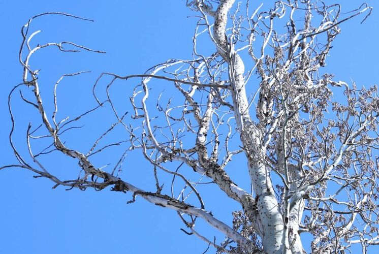 пресс-службы МВД