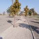 Фото читателя 24.kg. В парке на улице Токомбаева деревья закатали в бетон