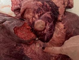 Эхинококк в&nbsp;мясе: на&nbsp;Аламединском рынке ответили на&nbsp;жалобу бишкекчанки
