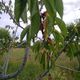 Фото читателя 24.kg. Плодовые деревья гибнут