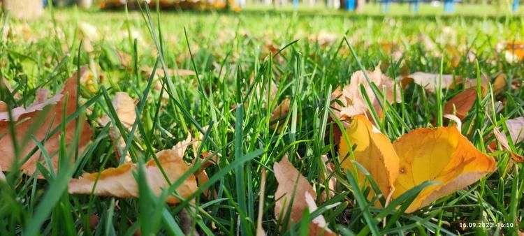 Николая Манаковского