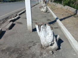 То&nbsp;столбы, то&nbsp;пеньки. На&nbsp;состояние тротуара в&nbsp;Кызыл-Кие жалуется житель
