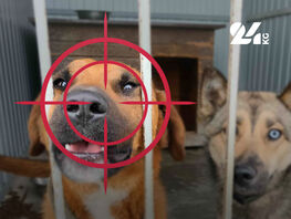 Проникновение и&nbsp;уничтожение имущества. Юрист о&nbsp;расстреле собак в&nbsp;Маевке
