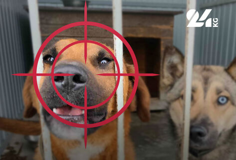 Проникновение и&nbsp;уничтожение имущества. Юрист о&nbsp;расстреле собак в&nbsp;Маевке
