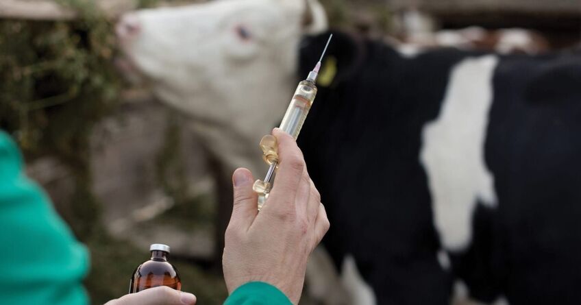 Мутация ящура снизила эффективность вакцин в&nbsp;Кыргызстане
