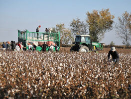 Президент Узбекистана объявил 10-дневное чрезвычайное положение для сбора хлопка
