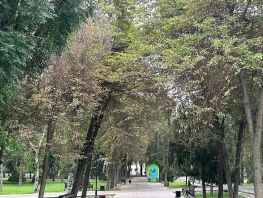 Сквер Дружбы народов в&nbsp;Бишкеке засыхает, президента просят спасти зеленую зону
