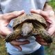 Фото 24.kg. Специалисты стараются восстановить популяцию черепах