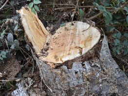 В&nbsp;пансионате &laquo;Солнечный берег&raquo; на&nbsp;Иссык-Куле выпиливают деревья
