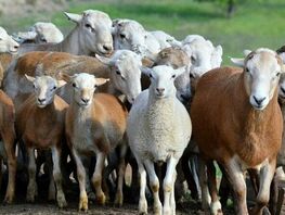  Ban on livestock exports from Kyrgyzstan extended for six months