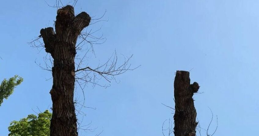 Вырубка в&nbsp;Дубовом парке: что происходит с&nbsp;зеленым сердцем города
