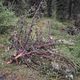 Фото 24.kg. В природном парке «Ала-Арча» срубают деревья