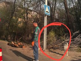 Обрезка деревьев на&nbsp;улице Боконбаева возмутила бишкекчан 