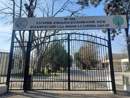 Уничтожение или возрождение? Что на&nbsp;самом деле происходит за&nbsp;забором Ботсада
