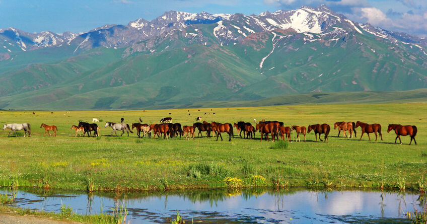 В&nbsp;Кыргызстане разработан новый метод оценки состояния пастбищ
