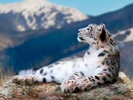 Кыргызстанда ак&nbsp;илбирстин саны 550дөн ашты
