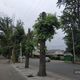 Фото 24.kg. Обрезка деревьев в Бишкеке, улица Бакаева