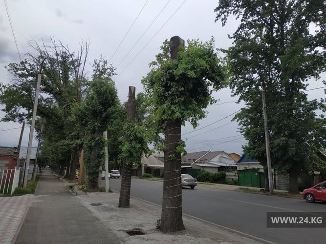 Фото 24.kg. Обрезка деревьев в Бишкеке, улица Бакаева