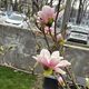 Фото Толекан Исмаиловой. Бишкек, цветение магнолии, 1 апреля 2026 года