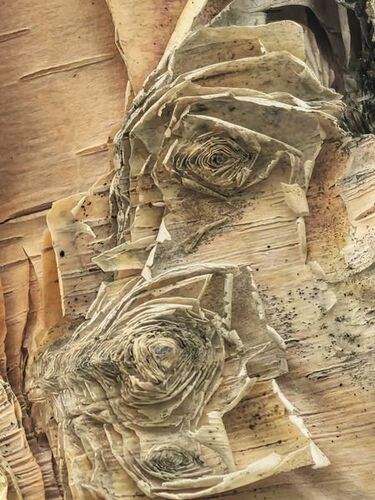 Ильи Шипулина