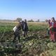Фото ИА «24.kg». Женщины очищают свеклу от ботвы. На полях Ысык-Атинского района