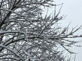 Ждать&nbsp;ли бишкекчанам снег в&nbsp;начале недели. Прогноз погоды на&nbsp;26-28 января
